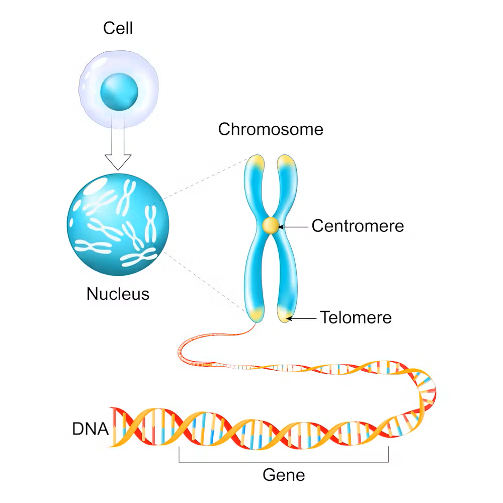 Telomere path